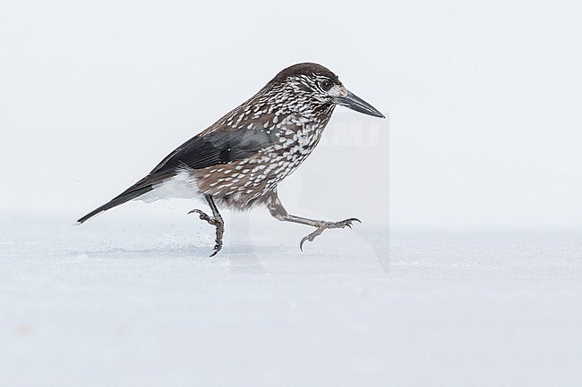 Spotted Nutcracker (Nucifraga caryocatactes) sitting in the snwo in  alpin forest of Switzerland. stock-image by Agami/Marcel Burkhardt,