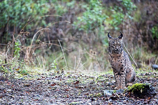 Iberian lynx (Lynx pardinus) in Cordoba, Spain. Sitting in the rain. stock-image by Agami/Oscar Díez,