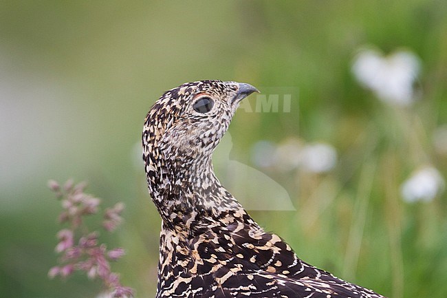 Adult female Alps Rock Ptarmigan (Lagopus muta helvetica) in Alp mountains in Germany. stock-image by Agami/Ralph Martin,