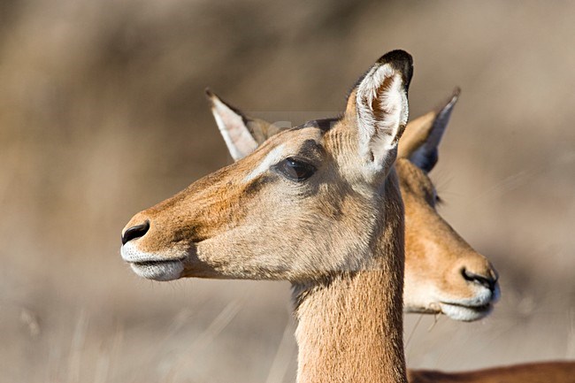 Impala close-up; Impala close up stock-image by Agami/Marc Guyt,