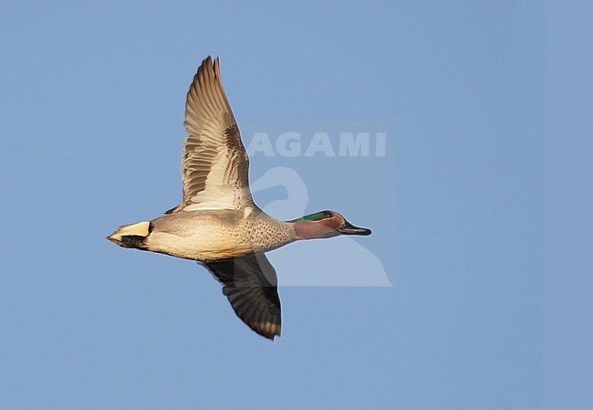 Amerikaanse Wintertaling in vlucht, Green-winged Teal in flight stock-image by Agami/Mike Danzenbaker,