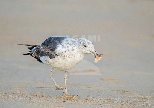 Subadult Lesser Black-backed Gull (Larus fuscus) walking with brd in its beak on a sandy beach in the Ebro delta, Spain, during summer. stock-image by Agami/Marc Guyt,