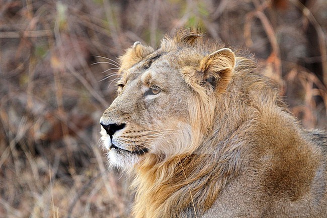Male Asiatic lion (Panthera leo leo) in Gir national park in Gujarat, India. Staring ahead. stock-image by Agami/James Eaton,