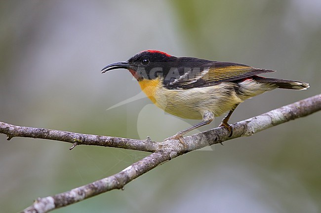 Sulphur-breasted Myzomela (Myzomela jugularis) on Fiji in the South Pacific Ocean. Also known as the orange-breasted honeyeater. stock-image by Agami/Dubi Shapiro,