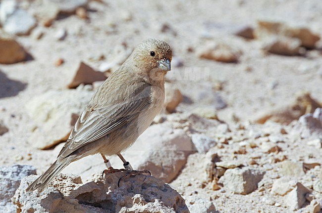 Vrouwtje SianÃ¯roodmus; Female Sinai Rosefinch stock-image by Agami/Markus Varesvuo,