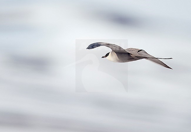 Long-tailed Skua (Stercorarius longicaudus) Vardö Norway May 2017 stock-image by Agami/Markus Varesvuo,