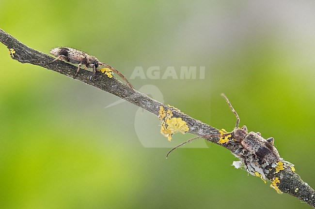 Exocentrus punctipennis - Rüstern-Wimpernbock, Germany (Baden-Württemberg), imago stock-image by Agami/Ralph Martin,