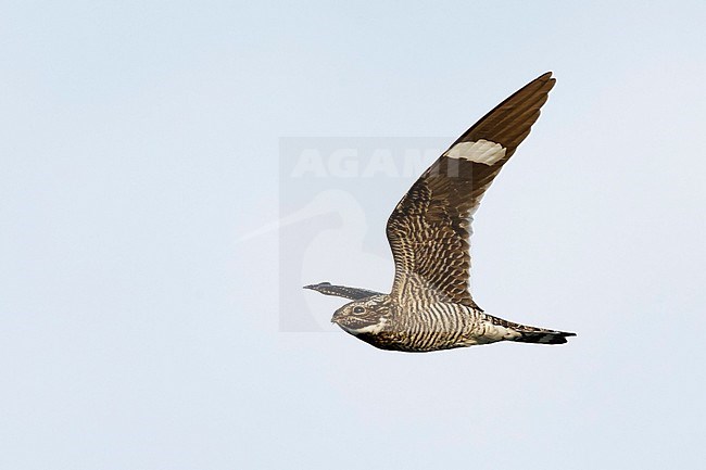 Adult male
Deschutes Co., OR
August 2015 stock-image by Agami/Brian E Small,