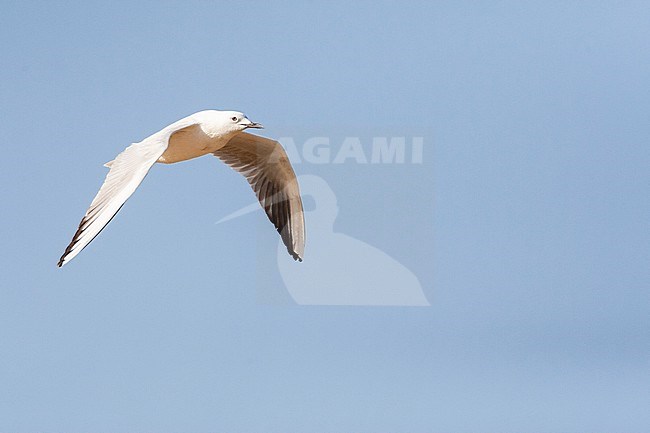 Slender-billed Gull (Chroicocephalus genei) near Eilat, Israel. stock-image by Agami/Marc Guyt,