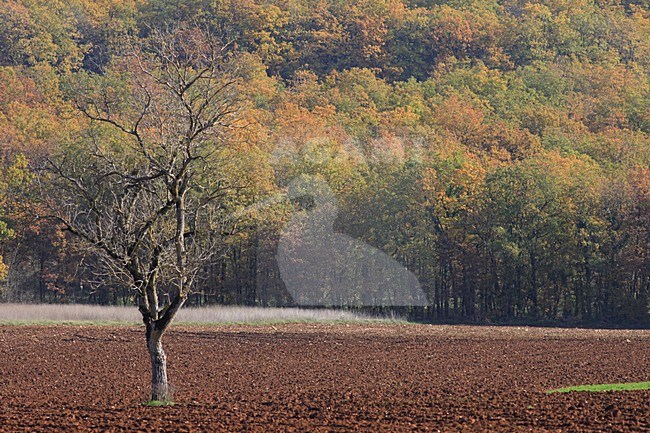 Autumn landscape France, Herst landschap Frankrijk stock-image by Agami/Jacques van der Neut,