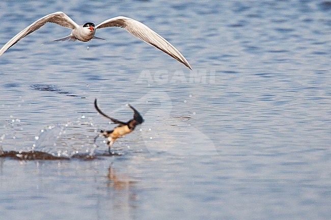 Adult Common Tern (Sterna hirundo) flying low over saltpans near Skala Kalloni on the Mediterranean island of Lesvos, Greece. Chasing Barn Swallow away (in the front). stock-image by Agami/Marc Guyt,