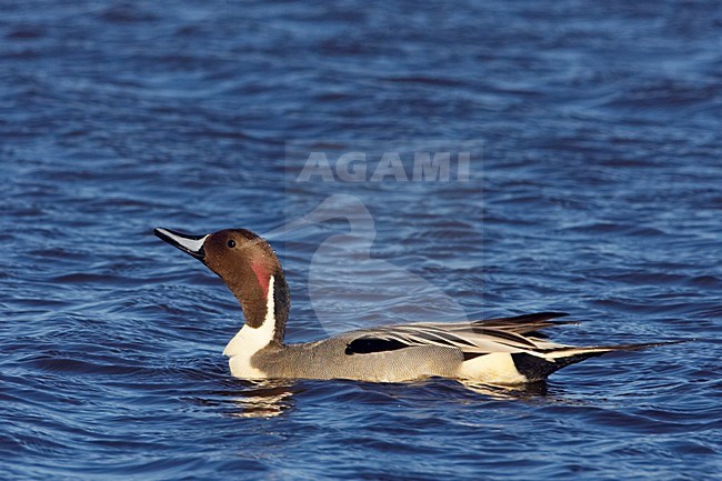 Pijlstaart mannetje zwemmed; Northern Pintail male zwemmend stock-image by Agami/Jari Peltomäki,