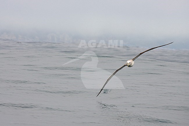 Salvins Albatros; Salvin's Albatross; Thalassarche salvini stock-image by Agami/Martijn Verdoes,