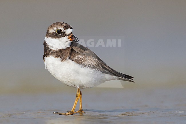 Adult non-breeding
Galveston Co., TX
April 2012 stock-image by Agami/Brian E Small,