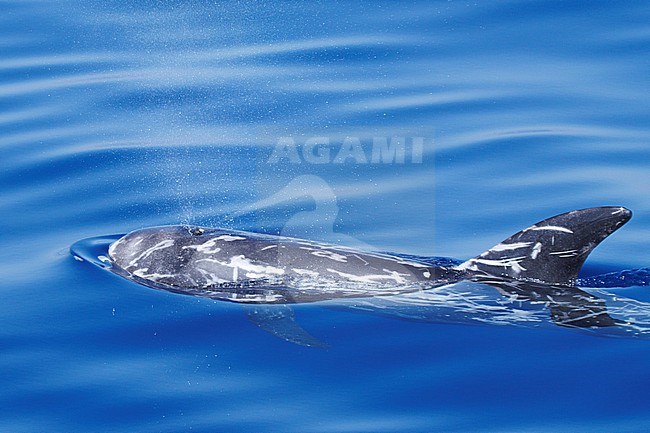 Risso's Dolphin (Grampus griseus) taken the 13/09/2020 at Toulon - Franc.e. stock-image by Agami/Nicolas Bastide,