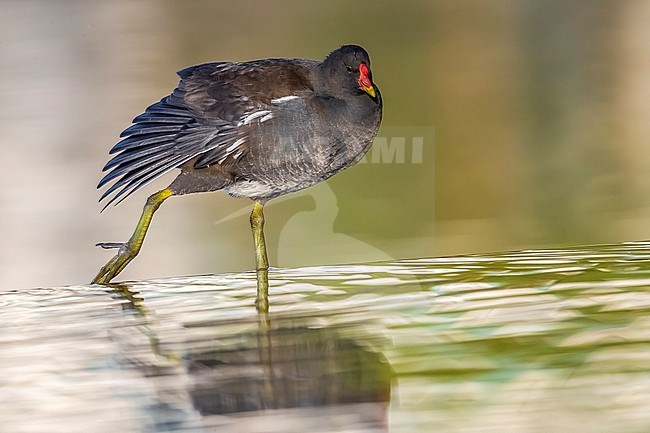First-winter Common Moorhen (Gallinula chloropus) stretching wing in Mariadal Parc, Zaventem, Brabant, Belgium. stock-image by Agami/Vincent Legrand,