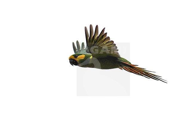 Yellow-eared Parrot (Ognorhynchus icterotis) an endangered species of the Colombian Andes. stock-image by Agami/Pete Morris,