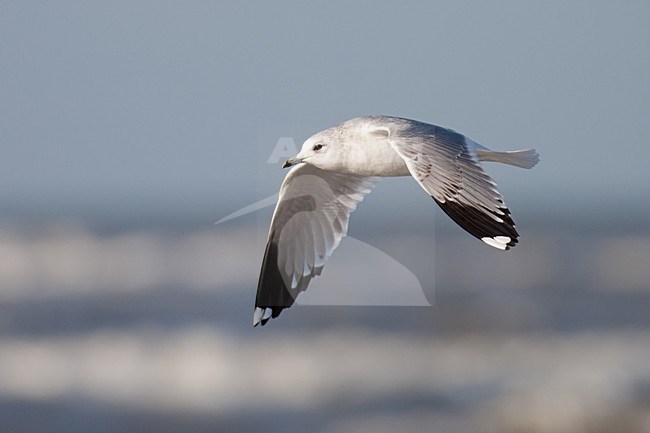 Vliegende Stormmeeuw in tweede winterkleed; Flying Mew Gull in second winter plumage stock-image by Agami/Arnold Meijer,