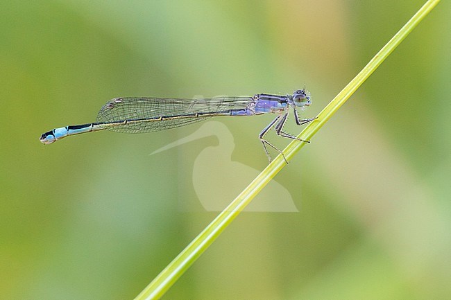 Blue-tailed Damselfly (Ischnura elegans), side view of a female perched on a stem, Campania, Italy stock-image by Agami/Saverio Gatto,