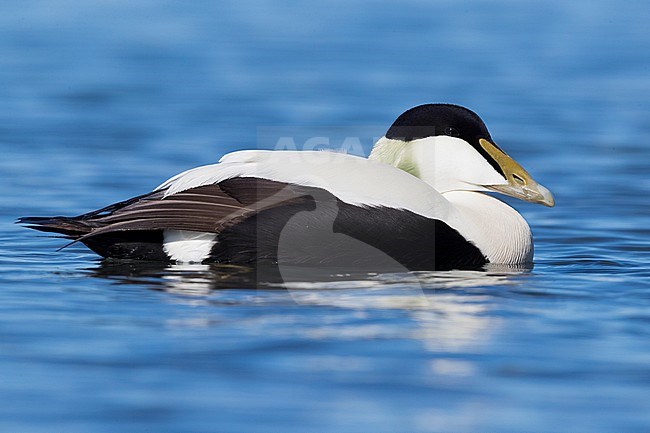 Common Eider (Somateria mollissima), adult male swimming stock-image by Agami/Saverio Gatto,