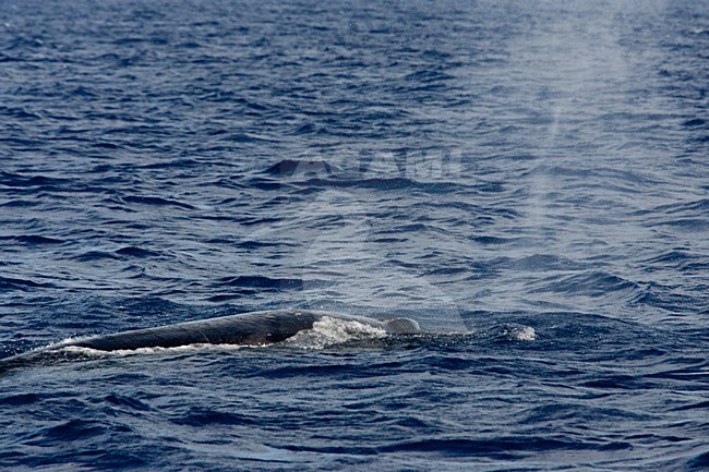 Noordse vinvis, Sei whale stock-image by Agami/Menno van Duijn,