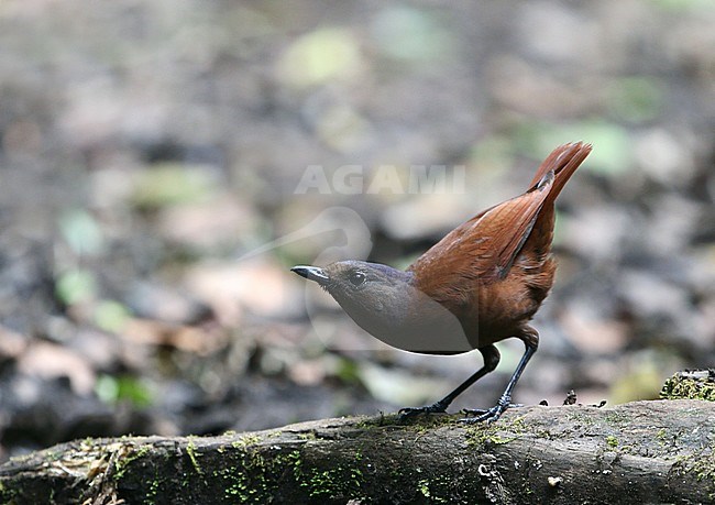Brown-winged Whistling Thrush (Myophonus castaneus), also known as Sumatran Whistling Thrush. Endemic to Sumatra, Indonesia. stock-image by Agami/James Eaton,