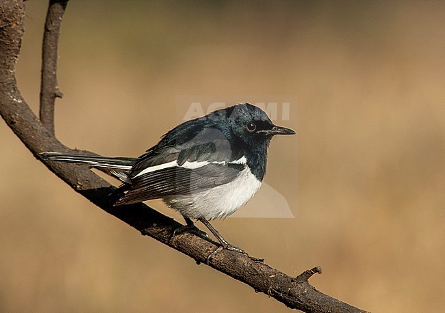 Male Oriental Magpie-Robin (Copsychus saularis) perched on a branch. stock-image by Agami/Marc Guyt,