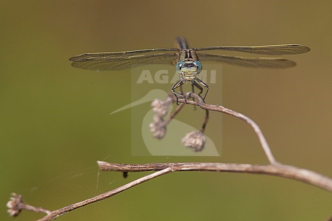 Onvolwassen Plasrombout man; Immature Western Clubtail. stock-image by Agami/Fazal Sardar,