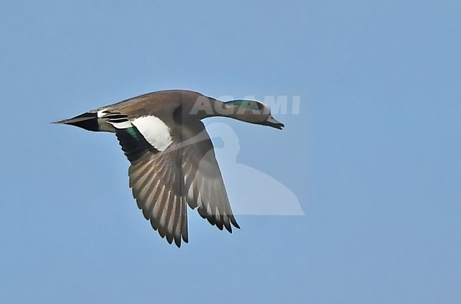 Mareca americana, American Wigeon, Netherlands, flying, upperwing, adult male stock-image by Agami/Eduard Sangster,