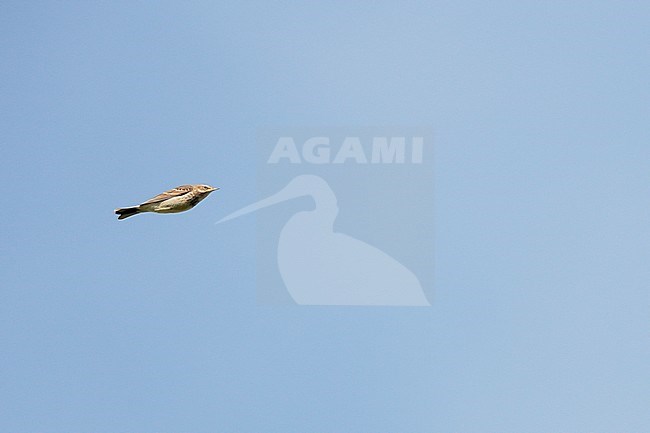 Water Pipit (Anthus spinoletta) in flight during migration time in the Netherlands. stock-image by Agami/Ran Schols,