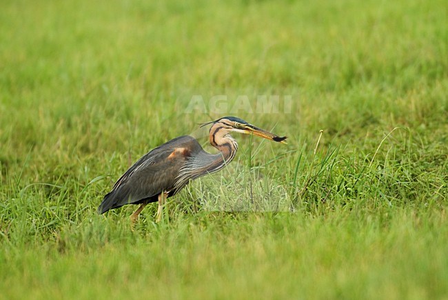 Volwassen Purperreiger; Adult Purple Heron stock-image by Agami/Hans Gebuis,