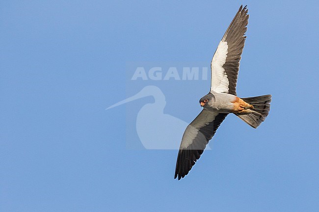 Amur Falcon - Amurfalke - Falco amurensis, Russia, adult male stock-image by Agami/Ralph Martin,