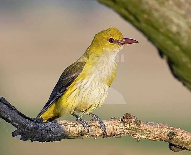 Golden Oriole Hungary May 
Oriolus oriolus stock-image by Agami/Tomi Muukkonen,