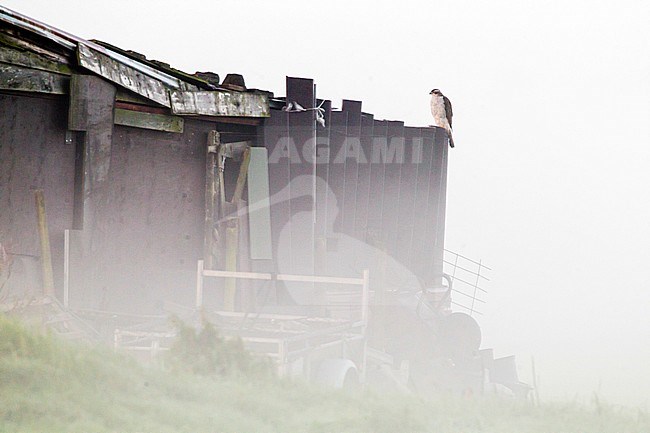 Havik; Northern Goshawk; Accipiter gentilis stock-image by Agami/Menno van Duijn,