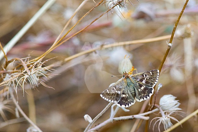 Klein brandkruiddikkopje / Sage Skipper (Muschampia proto) stock-image by Agami/Wil Leurs,