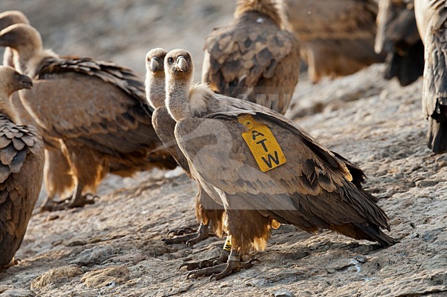 Vale Gier met wingtag; Griffon Vulture with wingtag stock-image by Agami/Arnold Meijer,