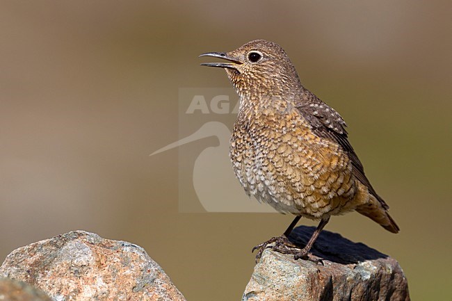 Vrouwtje Rode Rotslijster; Female Rufous-tailed Rock Thrush stock-image by Agami/Daniele Occhiato,