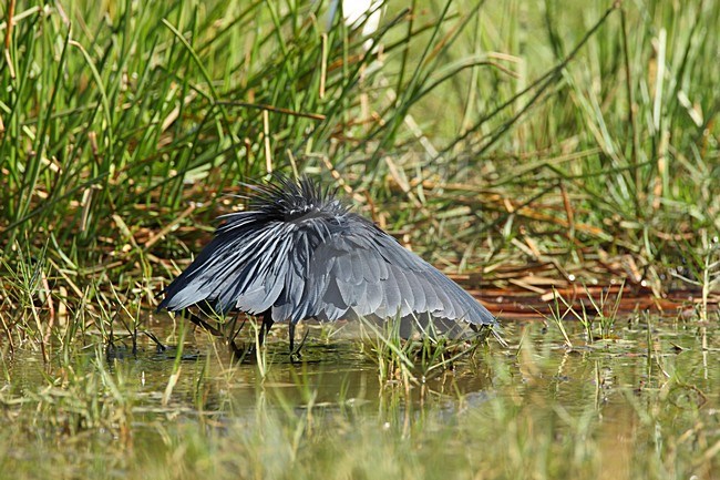 Zwarte Reiger fouragerend in moeras vleugels wijd; Black Heron  feeding in swamp wings out stock-image by Agami/Roy de Haas,