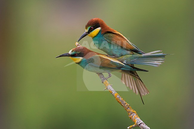 Bijeneter, European Bee-eater, Merops apiaster stock-image by Agami/Daniele Occhiato,