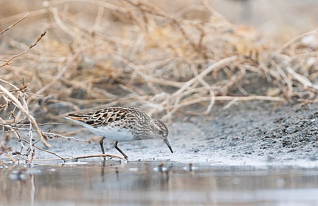 Long-toed Stint - Langzehen-Strandläufer - Calidris subminuta, Russia, adult stock-image by Agami/Ralph Martin,