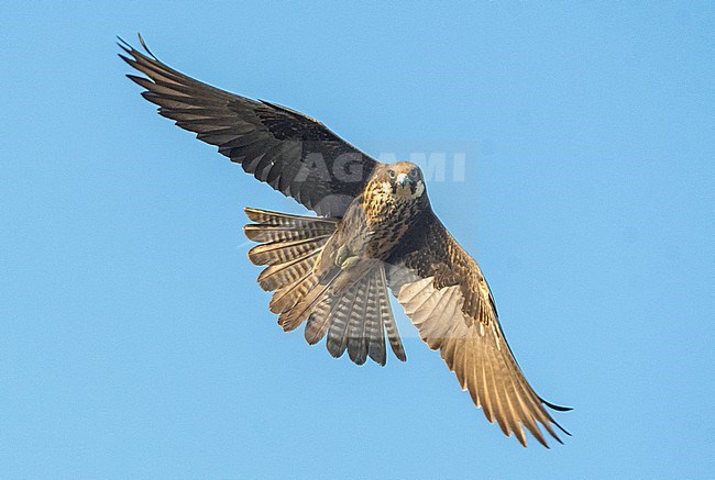 Falco eleonorae, Eleonora's Falcon stock-image by Agami/Eduard Sangster,