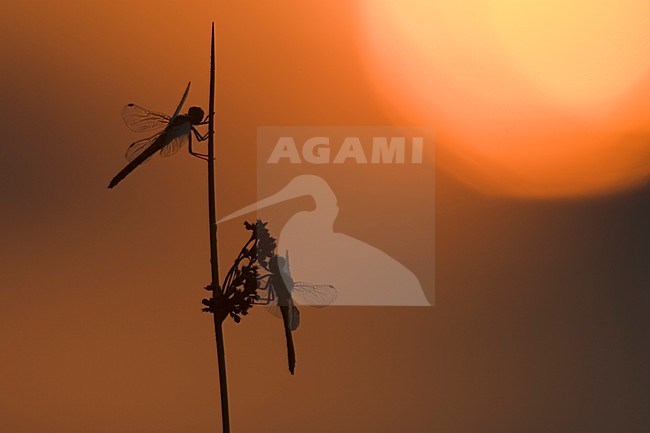 Steenrode Heidelibel bij avondlicht; Vagrant Darter in evening light stock-image by Agami/Menno van Duijn,