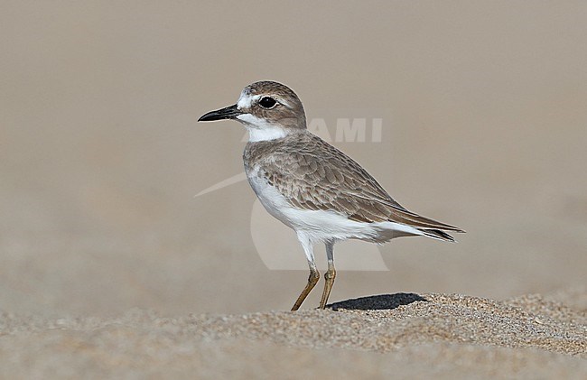 Greater Sand Plover (Charadrius leschenaultii) standing on a beach in Oman. stock-image by Agami/Aurélien Audevard,