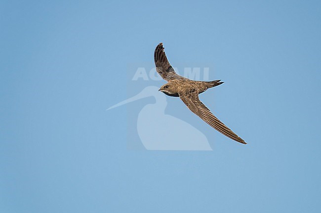 Alpine Swift (Tachymarptis melba) flying agains blue sky in Switzerland. stock-image by Agami/Marcel Burkhardt,