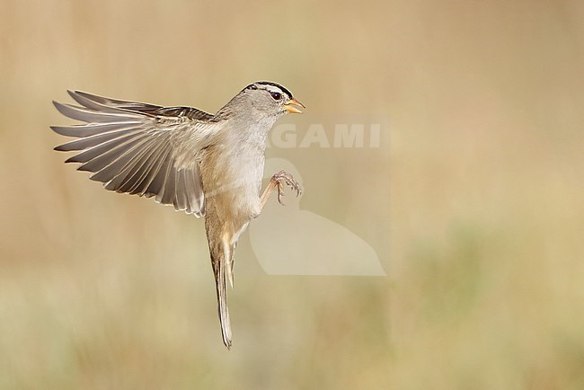 Adult 
Santa Barbara Co., CA
November 2021 stock-image by Agami/Brian E Small,