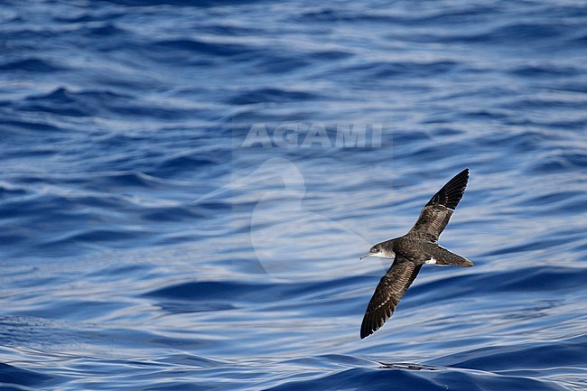 Manx Shearwater (Puffinus puffinus) banking in flight, flying low over the Atlantic ocean off Madeira during early summer. Seen from above showing upper wings. stock-image by Agami/Josh Jones,