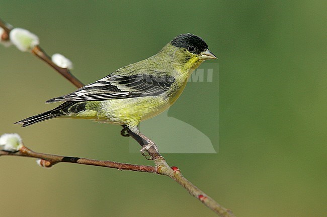 Adult male breeding
Kern Co., CA
March 2005 stock-image by Agami/Brian E Small,