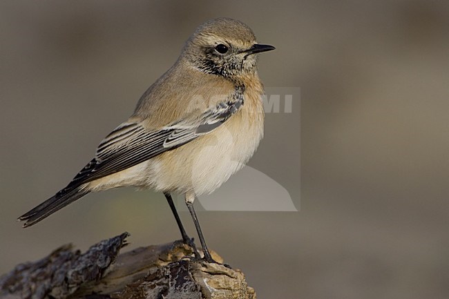 Desert Wheatear immature male; Woestijntapuit onvolwassen man stock-image by Agami/Daniele Occhiato,