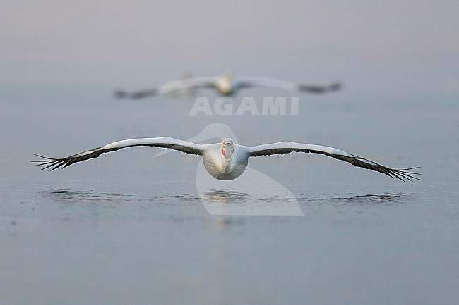 Dalmatian Pelican (Pelecanus crispus) flying over water of lake Kerkini in Greece. stock-image by Agami/Marcel Burkhardt,