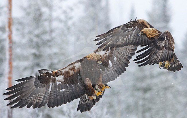 Steenarend in vlucht; Golden eagle in flight stock-image by Agami/Markus Varesvuo,